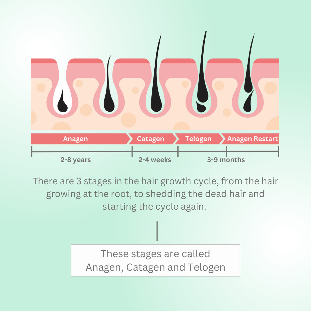 Four stages of hair growth